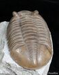 D Asaphus Expansus Trilobite - #2788-5
